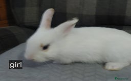 Lionhead rabbits for sale: Lionshead x - Image 7