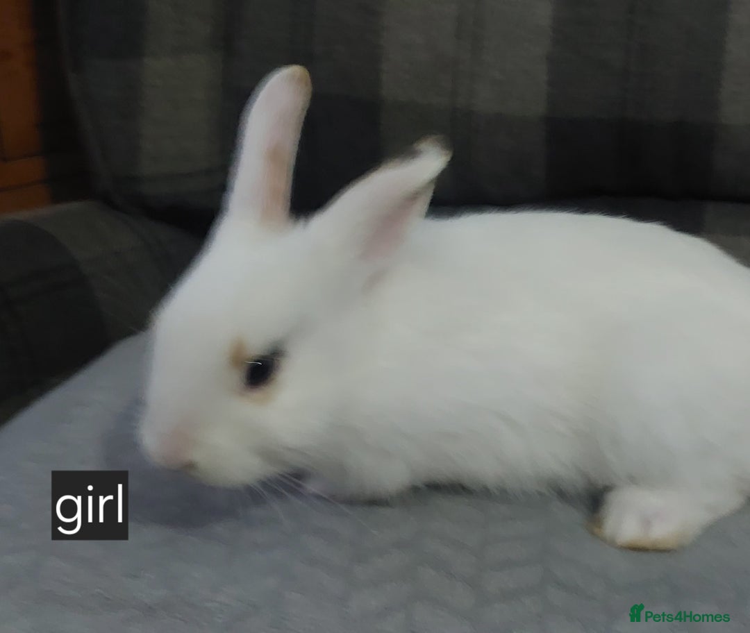 Lionhead rabbits for sale: Lionshead x - Image 7