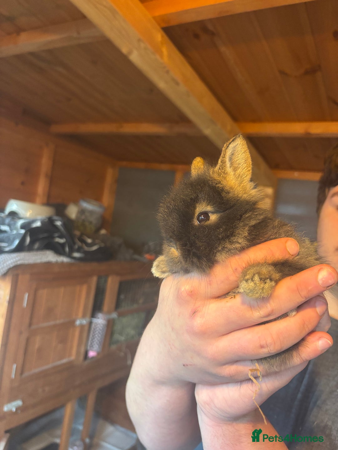 Lionhead rabbits for sale: Lion head bunnies available 🐰 - Advert 7