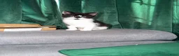 Mixed Breed cats for sale: Black & White Kitten for Sale  - Advert 7