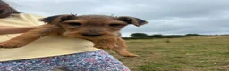 Lakeland Terrier dogs for sale: Lakeland Terrier pups - Advert 2