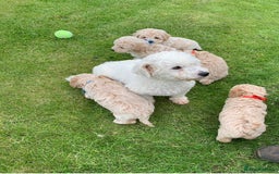 Poochon dogs for sale: Gorgeous Poochon puppies  - Image 13
