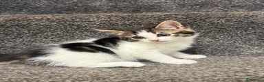 Domestic Shorthair 4