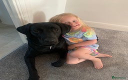 Labrador Retriever dogs for sale: 16 month old Labrador  - Image 3