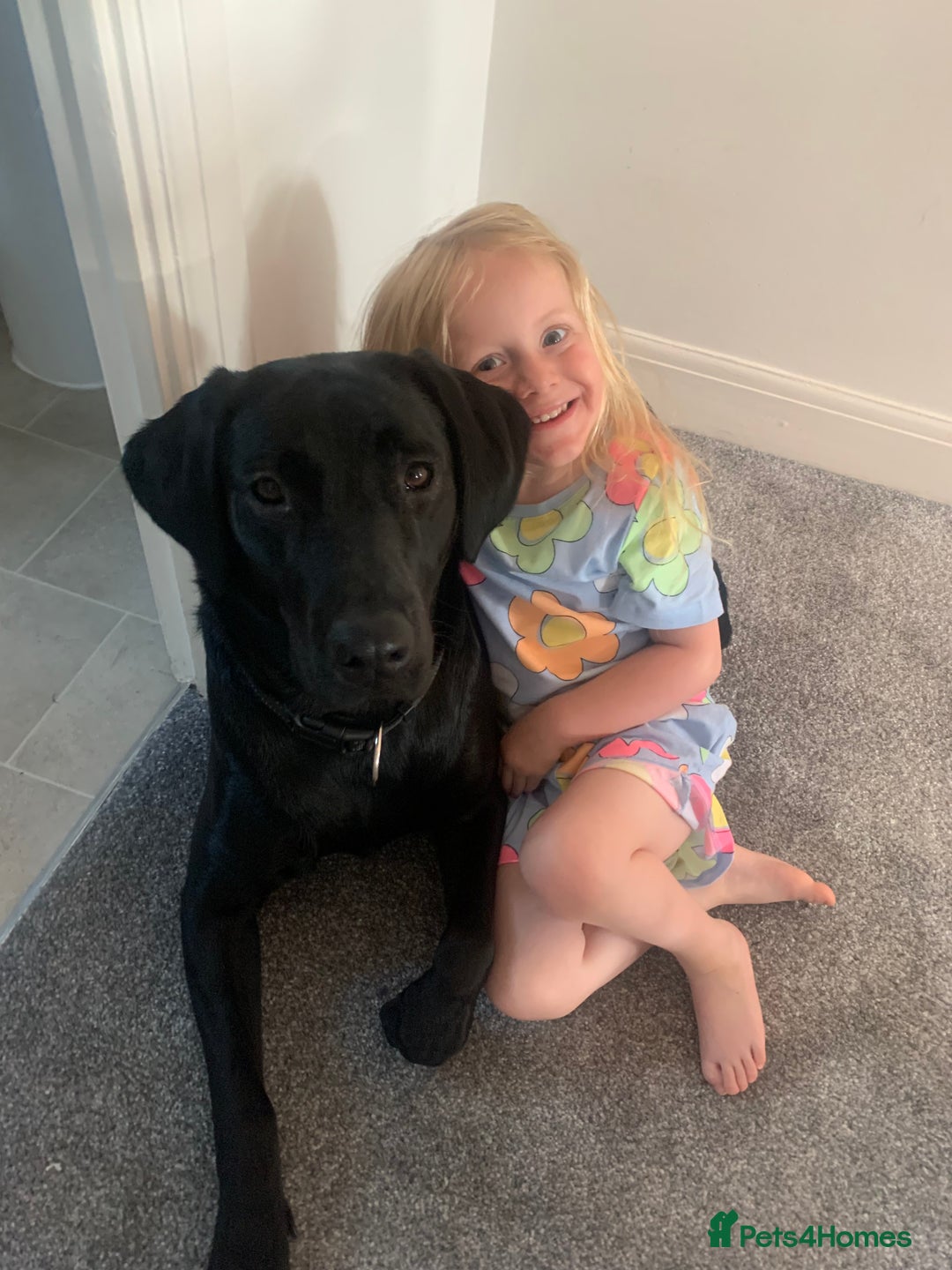 Labrador Retriever dogs for sale: 16 month old Labrador  - Image 3