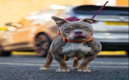 American Bully dogs for stud: Lilac tri pocket bully  in Manchester - Image 5