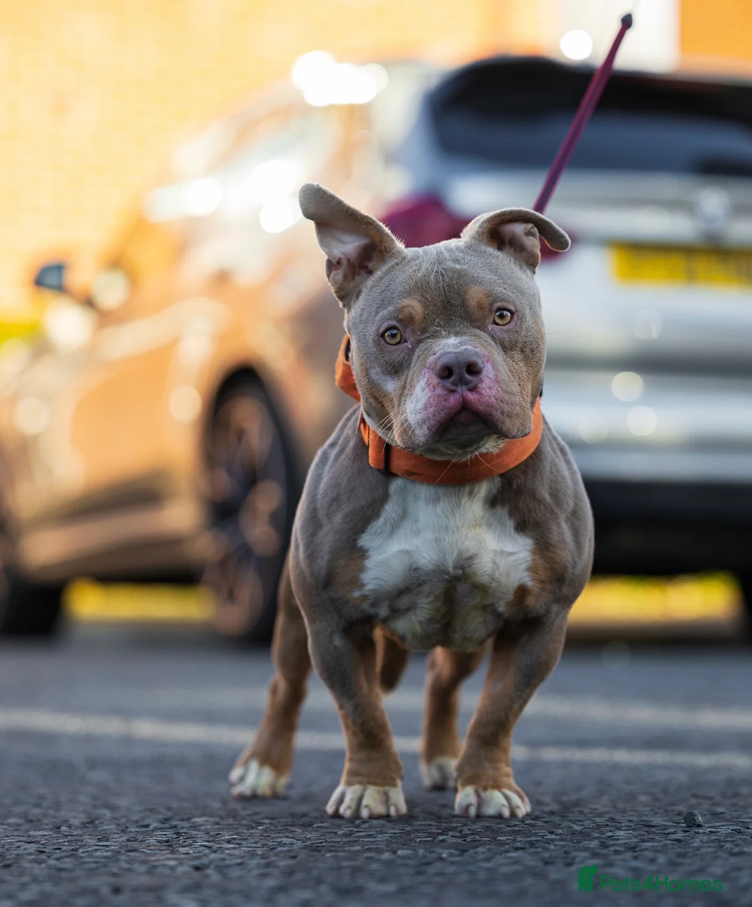 American Bully dogs for stud: Lilac tri pocket bully  in Manchester - Advert 5