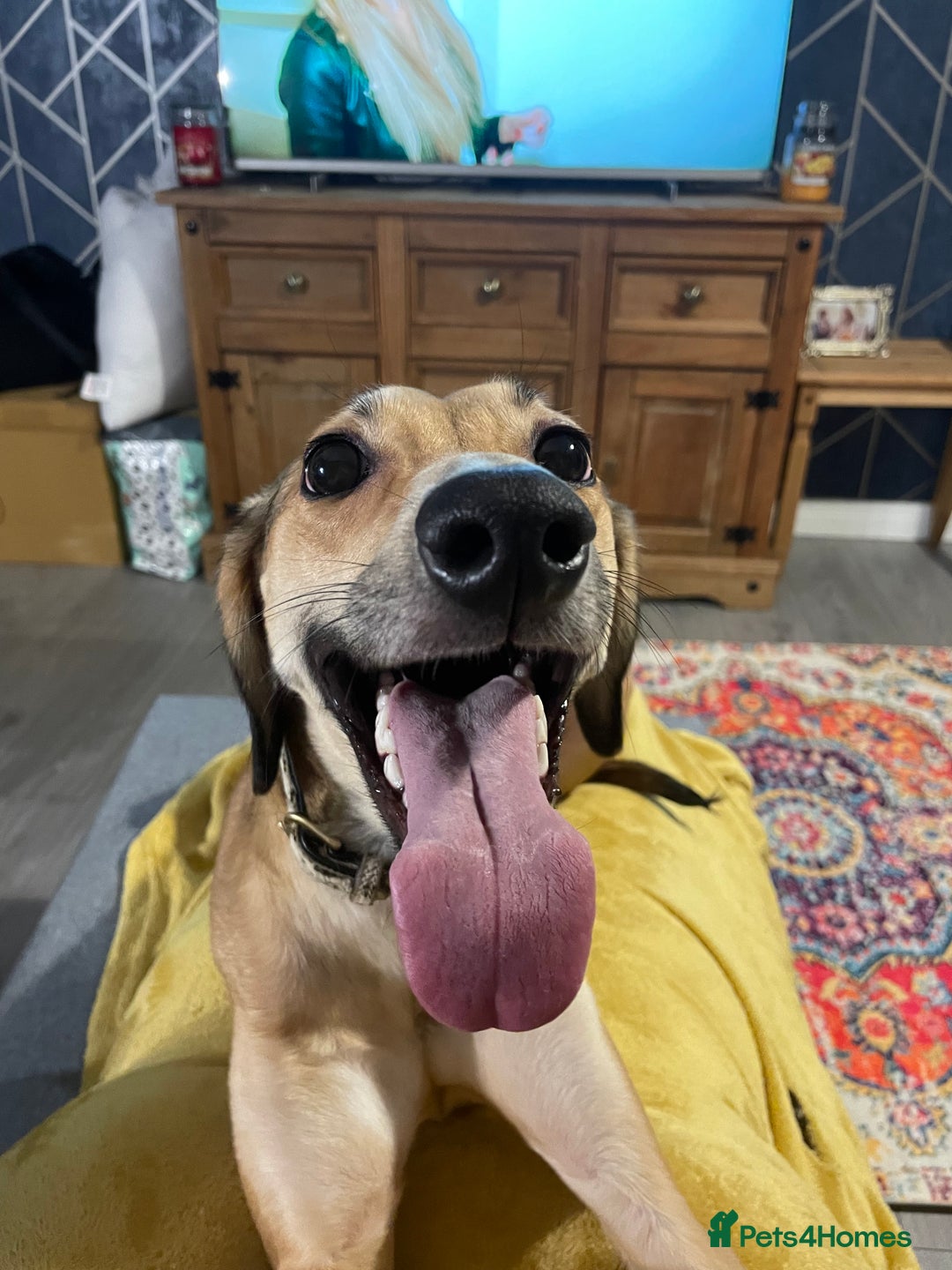 Mixed Breed dogs for sale: Beautiful saluki x greyhound for adoption - Image 33