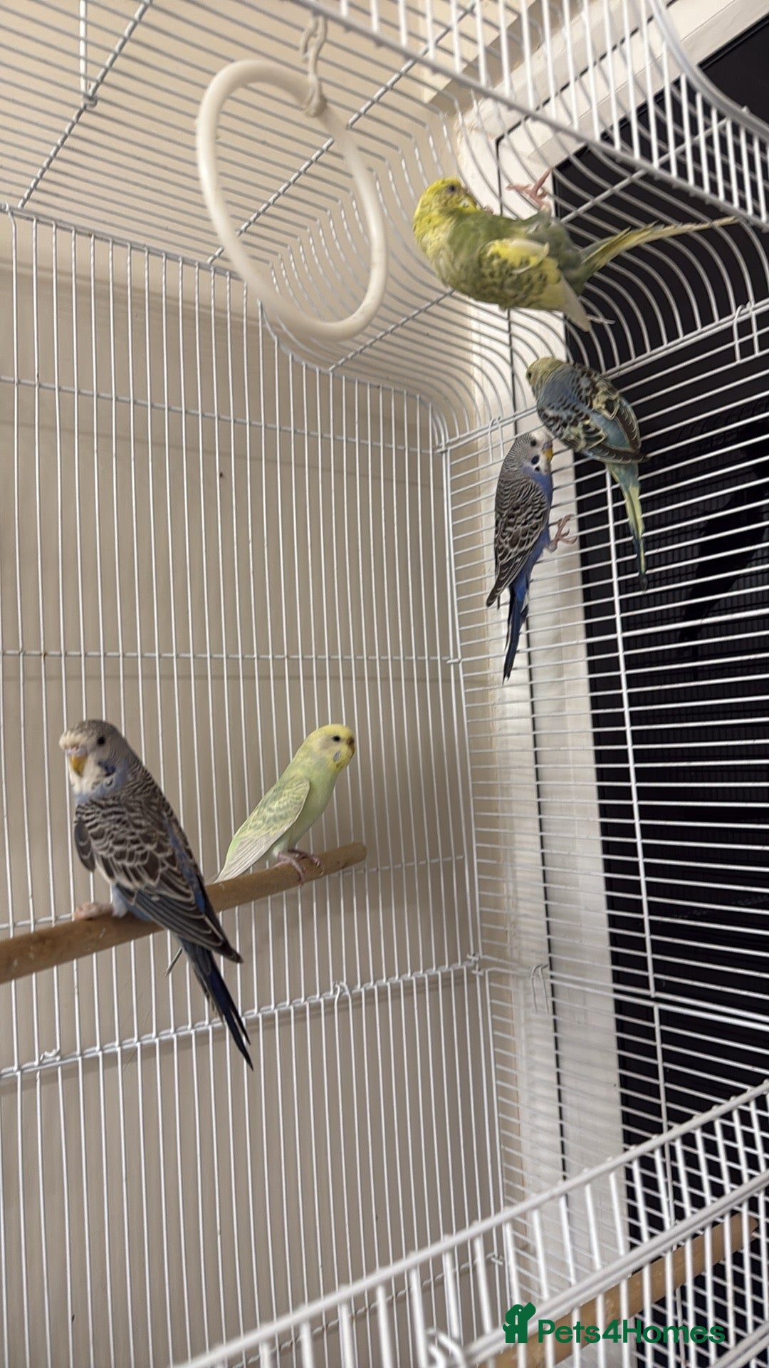 Budgerigars birds for sale: Mixed Budgies for sale - Image 2