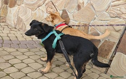 Mixed Breed dogs for adoption: ❤️Hope&Joy — two 7(8) months small sisters❤️ - Advert 16