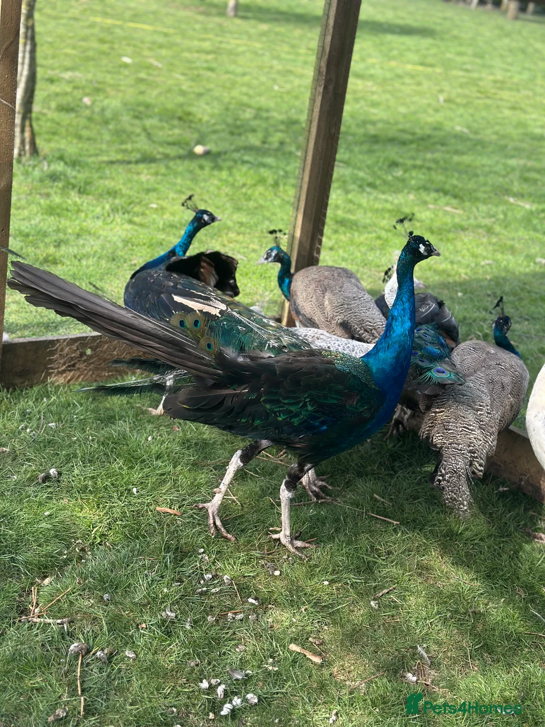 Peafowl poultry for sale: Blue Indian and black shoulder peafowl available  - Advert 5