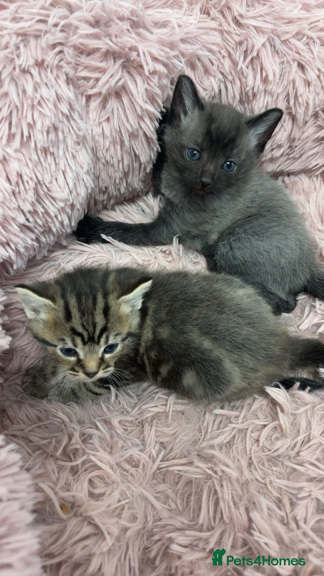Mixed Breed cats for sale: 3 kittens for sale  - Advert 6