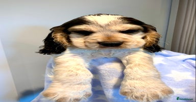 Cocker Spaniel dogs Fully health tested KC Cocker Spaniel puppies - Advert 15