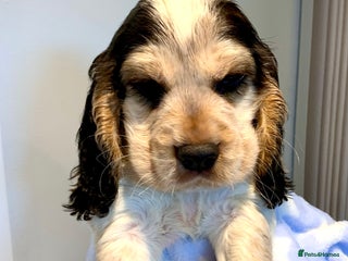 Cocker Spaniel dogs Fully health tested KC Cocker Spaniel puppies - Advert 3