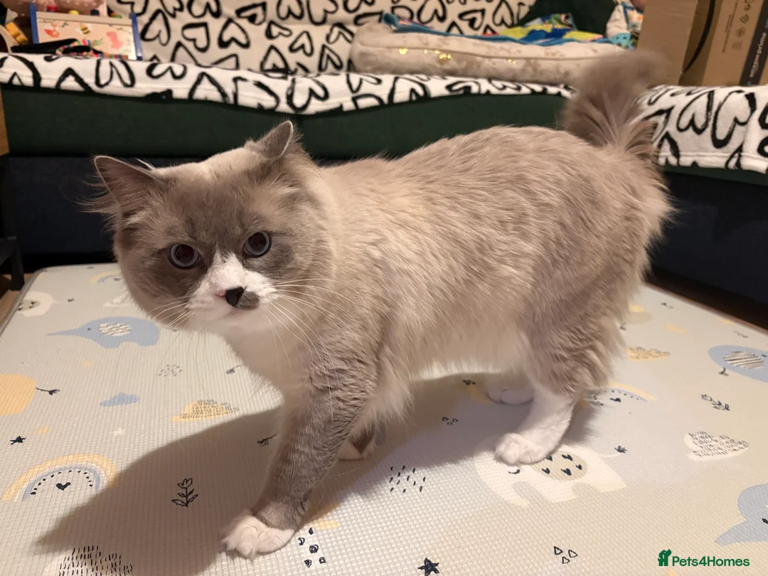 Ragdoll cats for stud: Pure Ragdoll Stud Available  in Newry - Advert 3