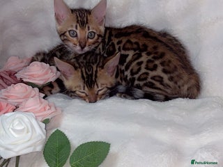 Bengal cats for sale: 2 Female Rosette Bengals (Available Now 8 Weeks) - Advert 1