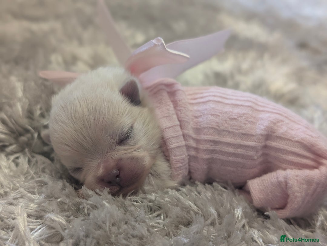 Pomeranian dogs for sale: Beautiful tiny Pomeranian girls  ONE LEFT  - Advert 7