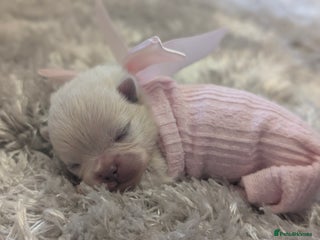 Pomeranian dogs Beautiful pure Pomeranians tiny babys - Advert 6