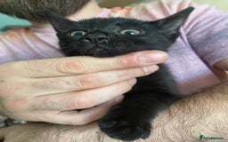 Mixed Breed cats for sale: 2 mixed breed female kittens - Advert 8