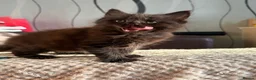 Maine Coon cats for sale: Half Maine coon Kitten  - Advert 5