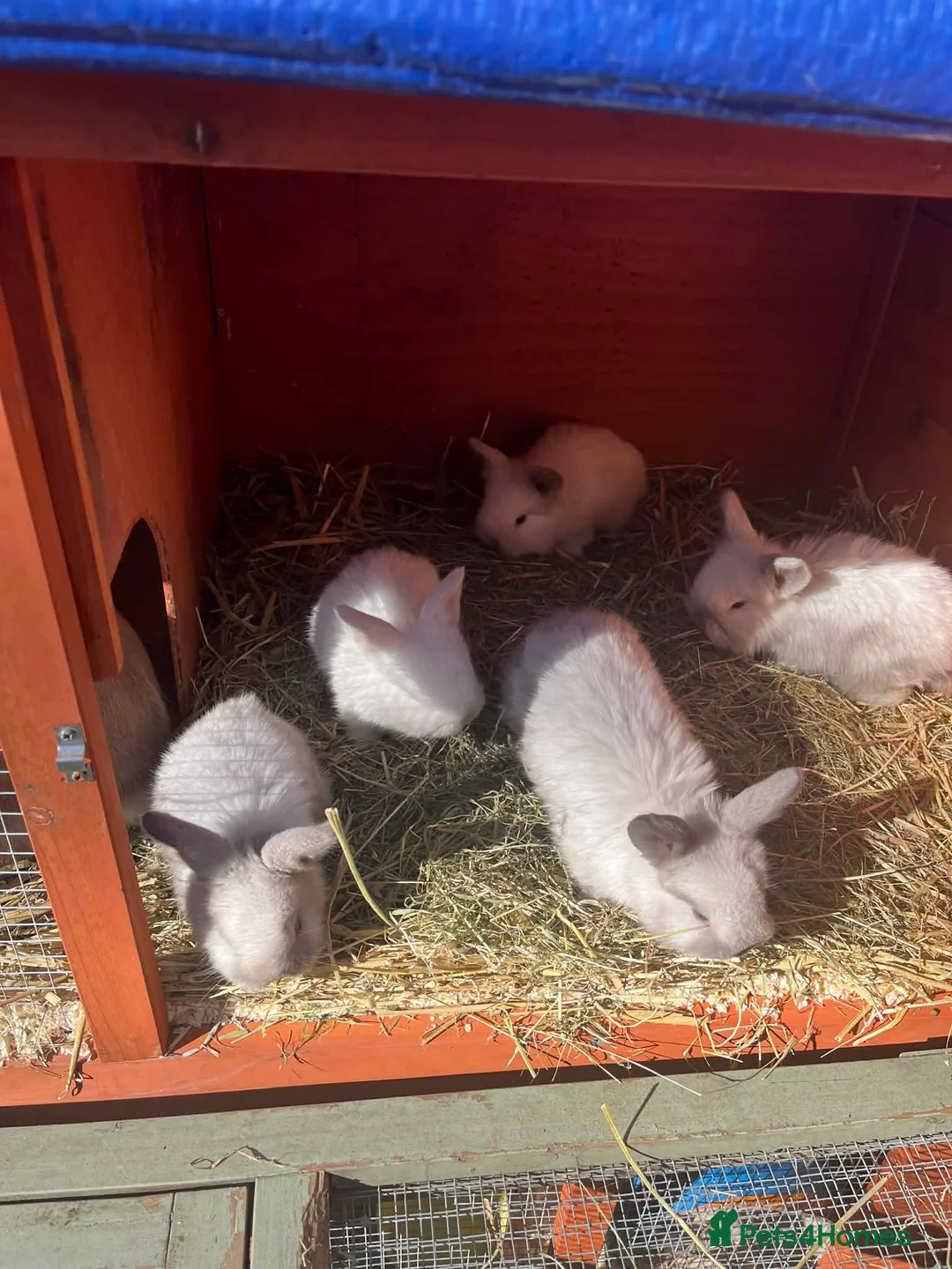 Mini Lion Lop rabbits for sale: Mini lion lops  - Advert 2