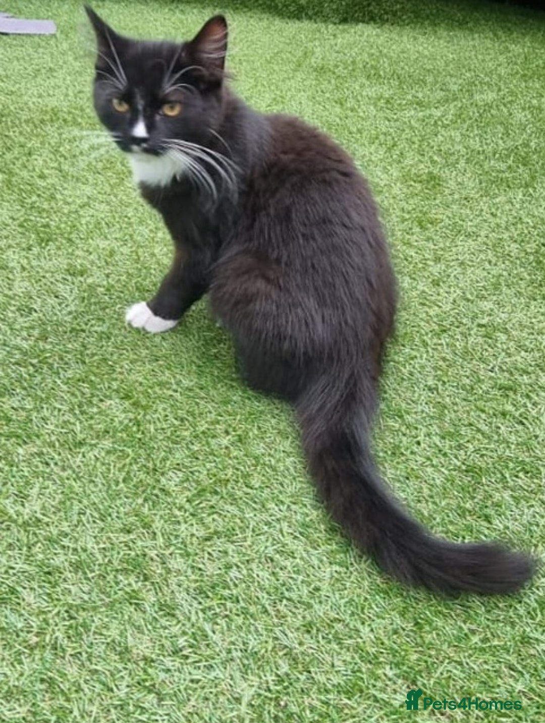 British Longhair cats for sale: ******. 2 female KITTENS.  - Image 13