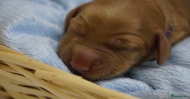 Mixed Breed dogs - Advert 6
