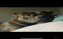 American Bully dogs for sale: Pocket Bully  - Image 7