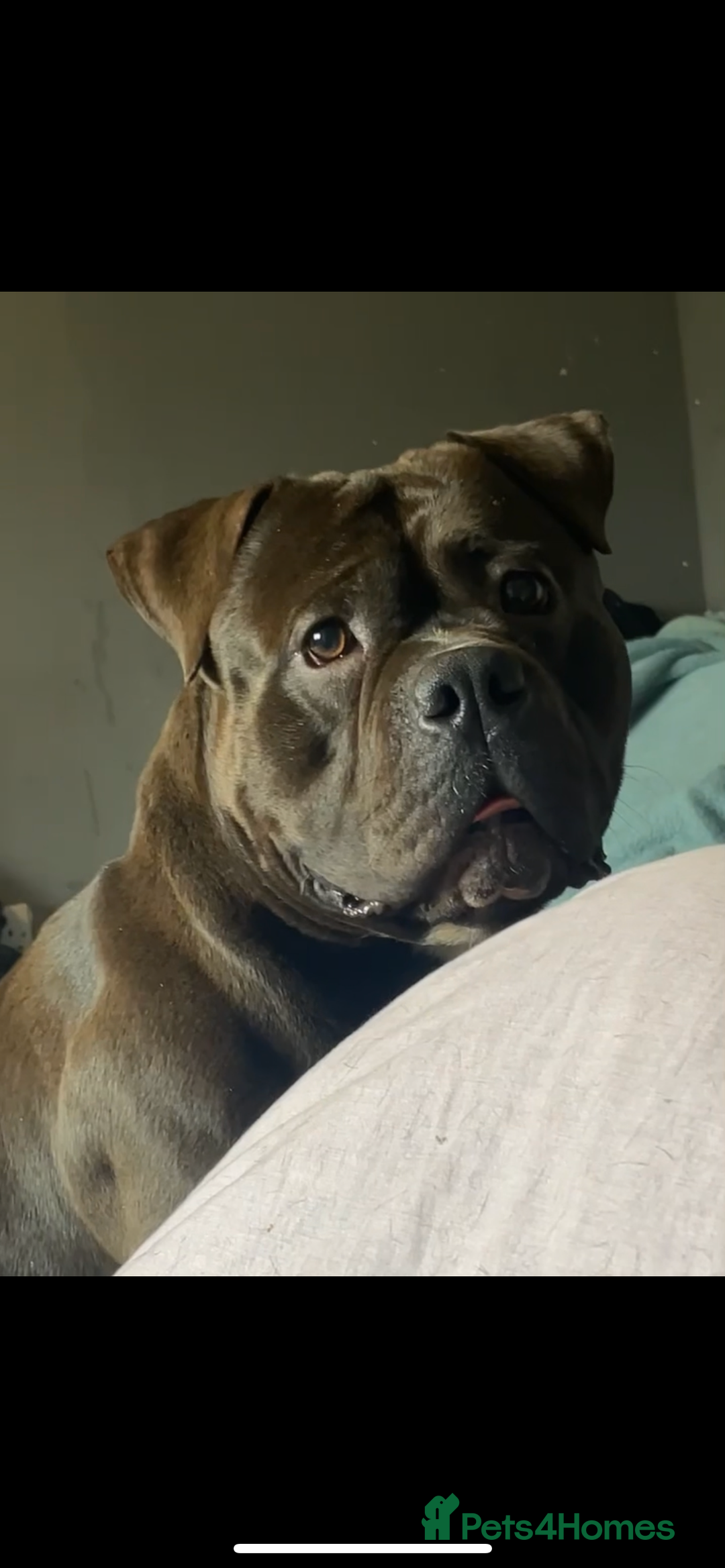American Bully dogs for sale: Pocket Bully  - Image 7