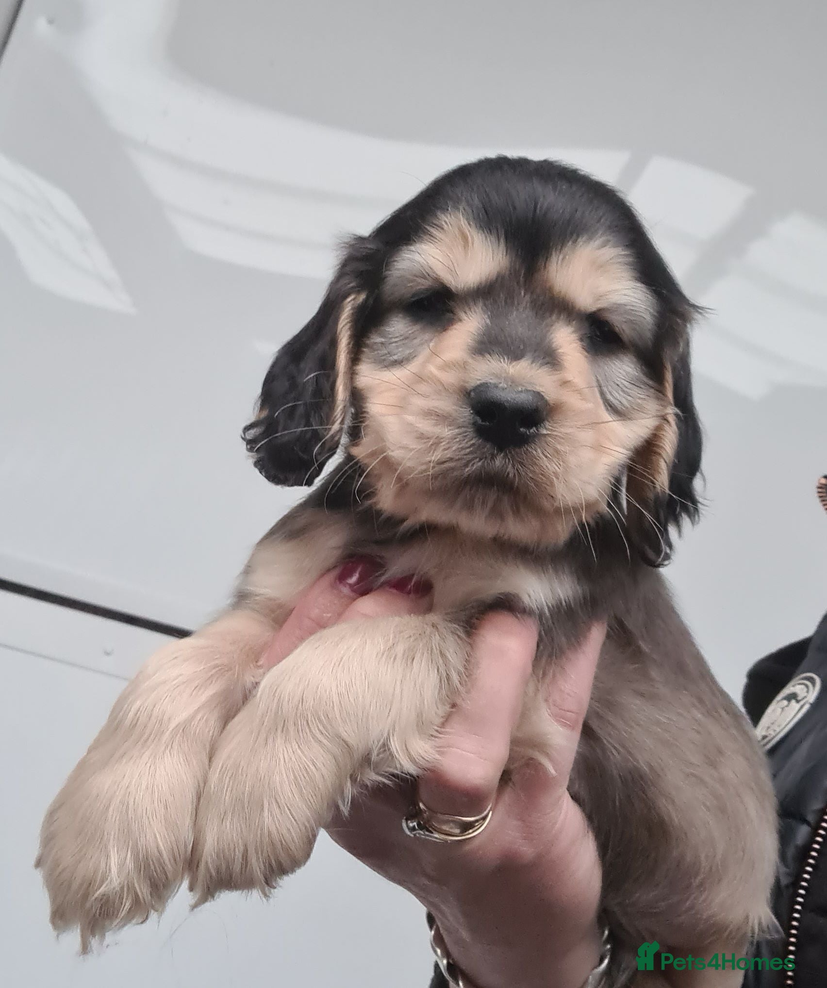 Cocker Spaniel dogs KC Reg Sable Show Type Cocker Spaniels  - Advert 2