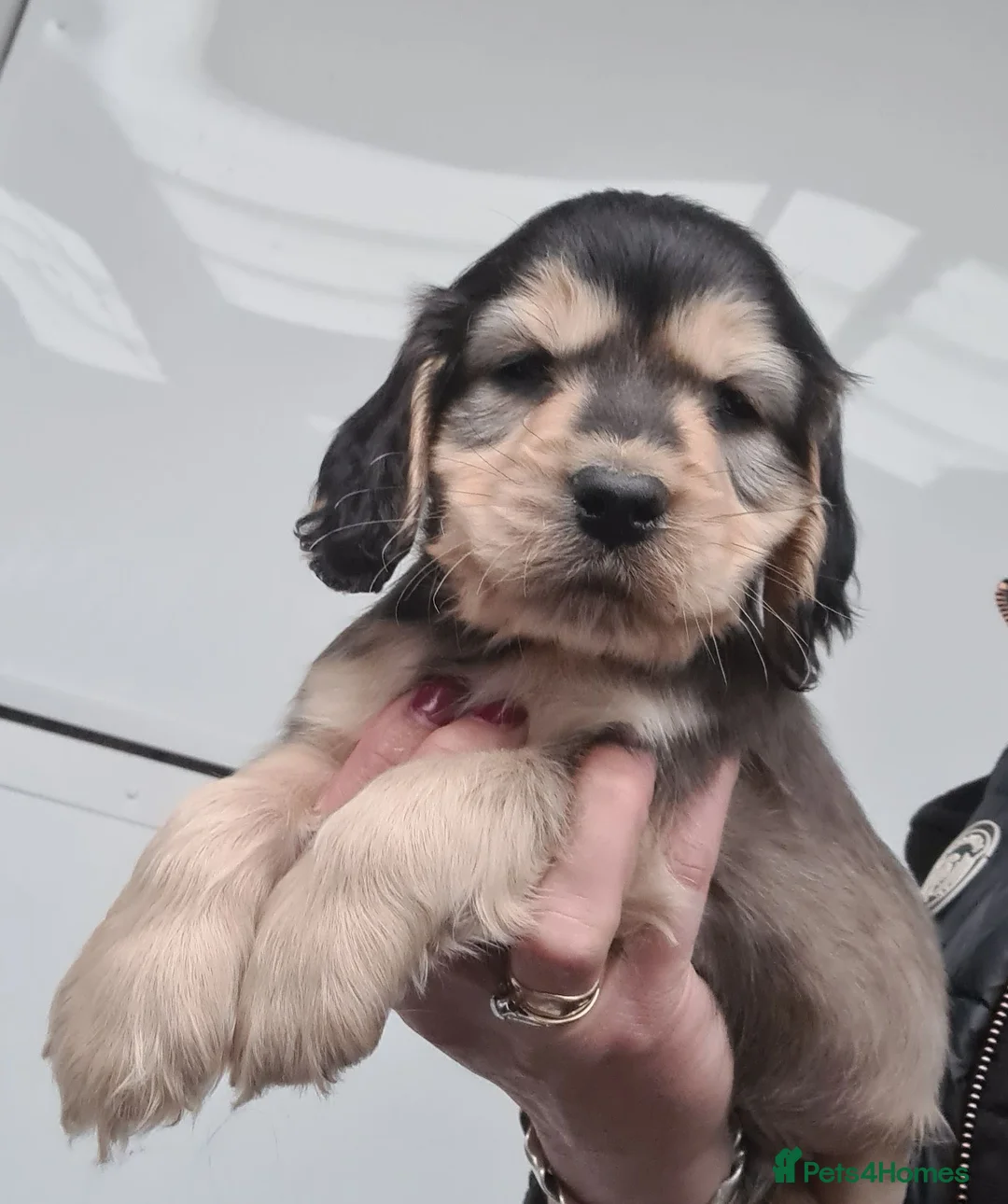 Cocker Spaniel dogs for sale: KC Reg Sable Show Type Cocker Spaniels  - Advert 2