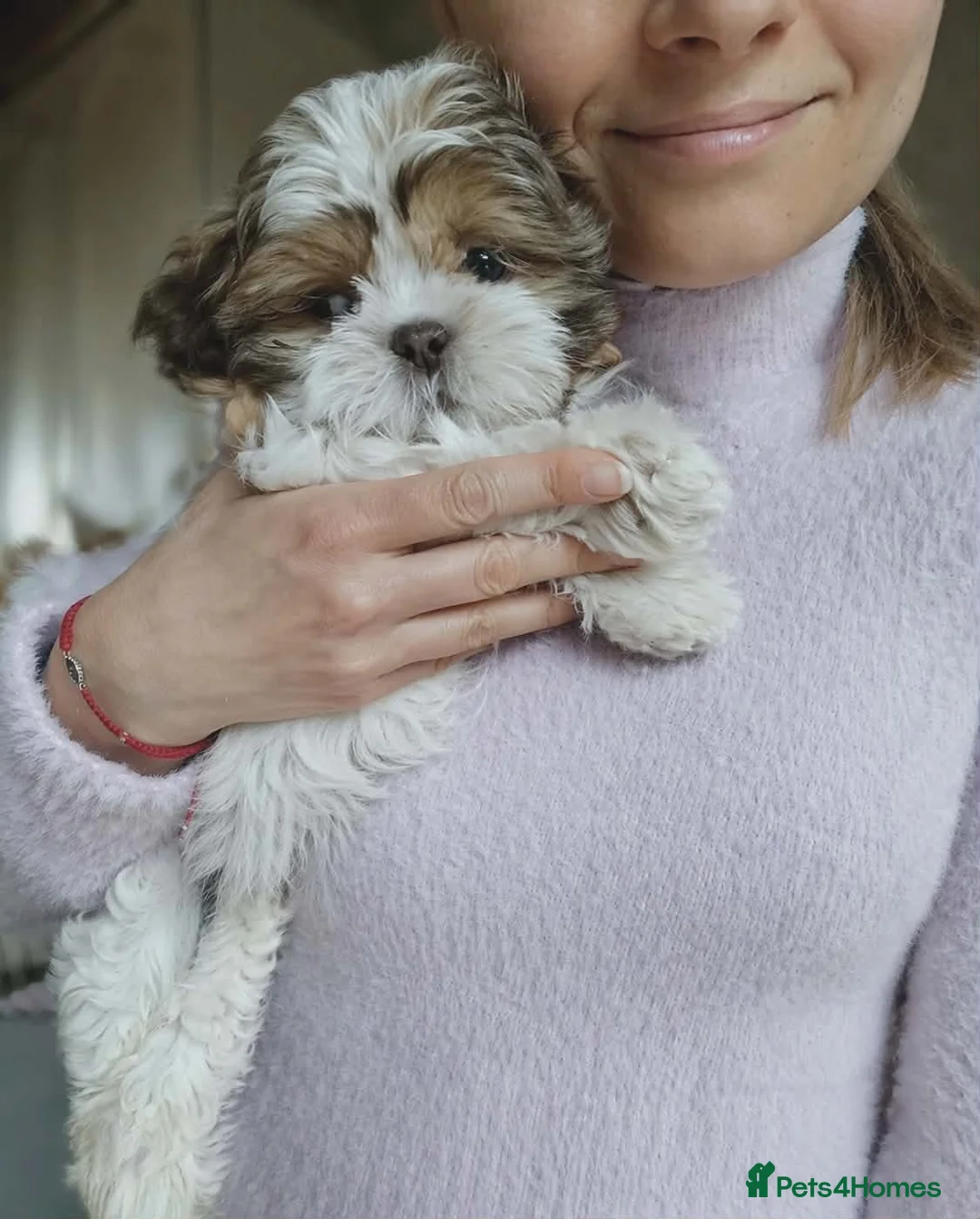 Shih Tzu dogs for sale: Adorable Shih Tzu Puppy - last boy available - Advert 1