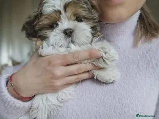Shih Tzu dogs Adorable Shih Tzu Puppy - last boy available - Advert 5