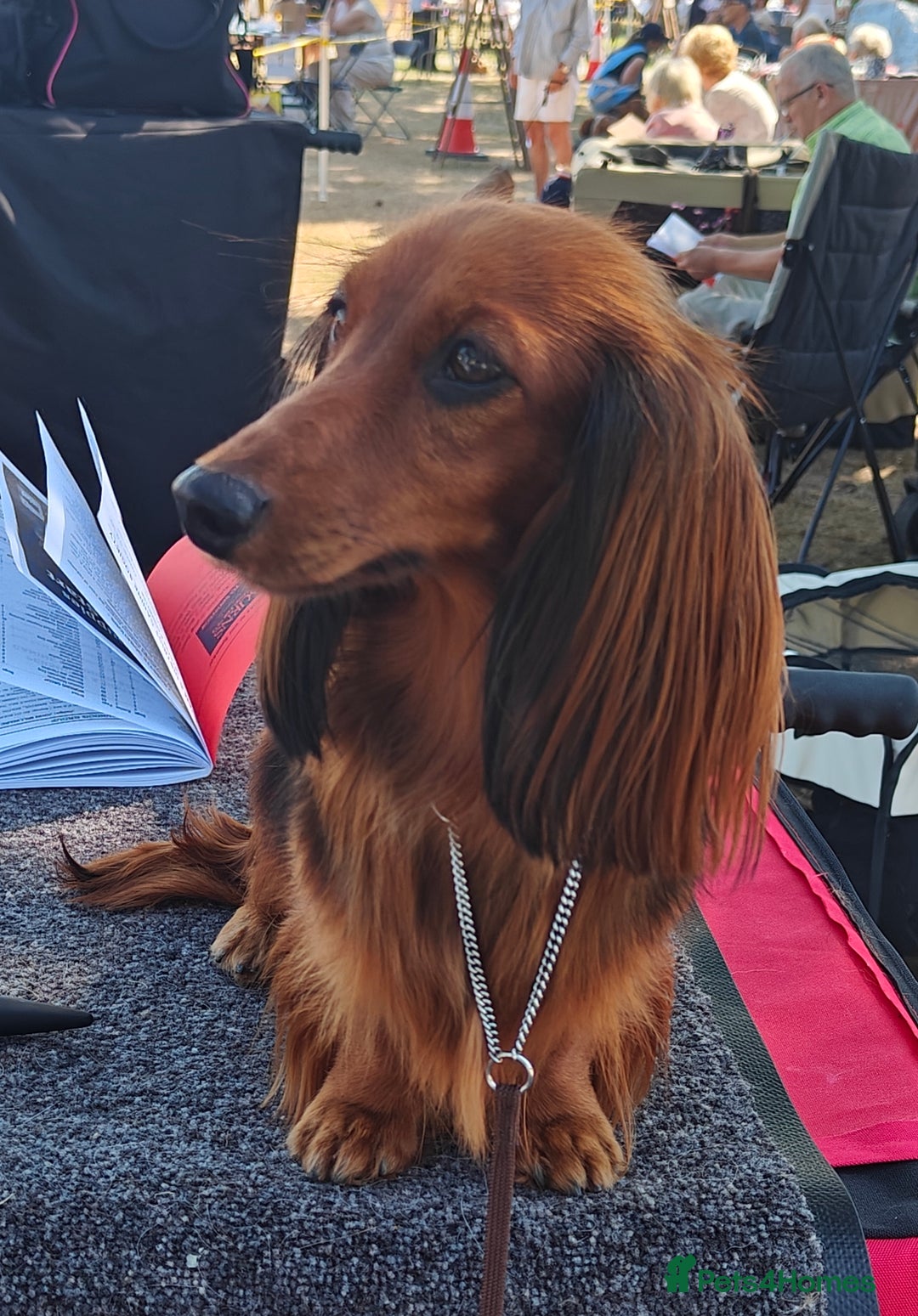 Miniature Dachshund dogs for sale: Stunning  KC Reg Puppies,  Health Tested Parents - Advert 10