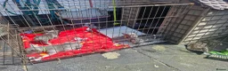 French Bulldog dogs for sale: French bulldog pups in Ballymena - Advert 18