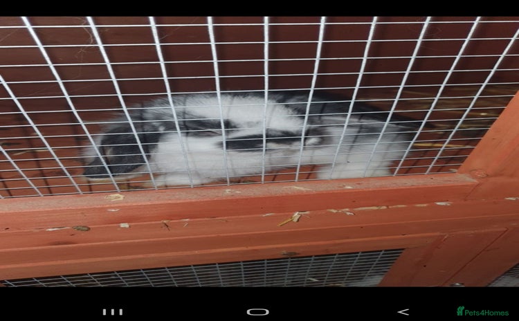 Mini Lop rabbits - Advert 1