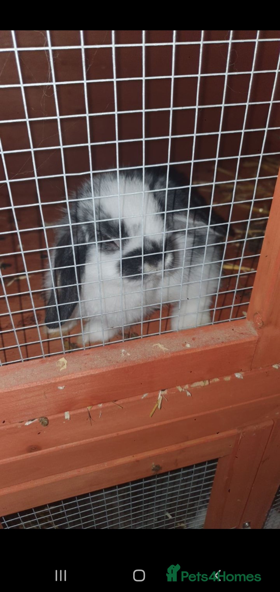 Mini Lop rabbits for sale: Mini lop/mini lion lop - Image 1
