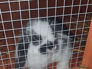 Mini Lop rabbits for sale - Advert 1