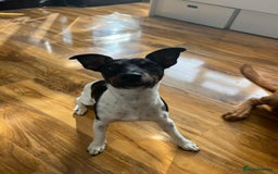 Jack Russell dogs for stud: Jack Russell Stud – Kings Lynn, Norfolk - Image 4