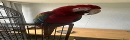 Macaws birds for sale: Macaw Greenwing  - Advert 5