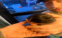 Mixed Breed dogs for sale: Blue staff x Black labrador puppies  - Advert 25