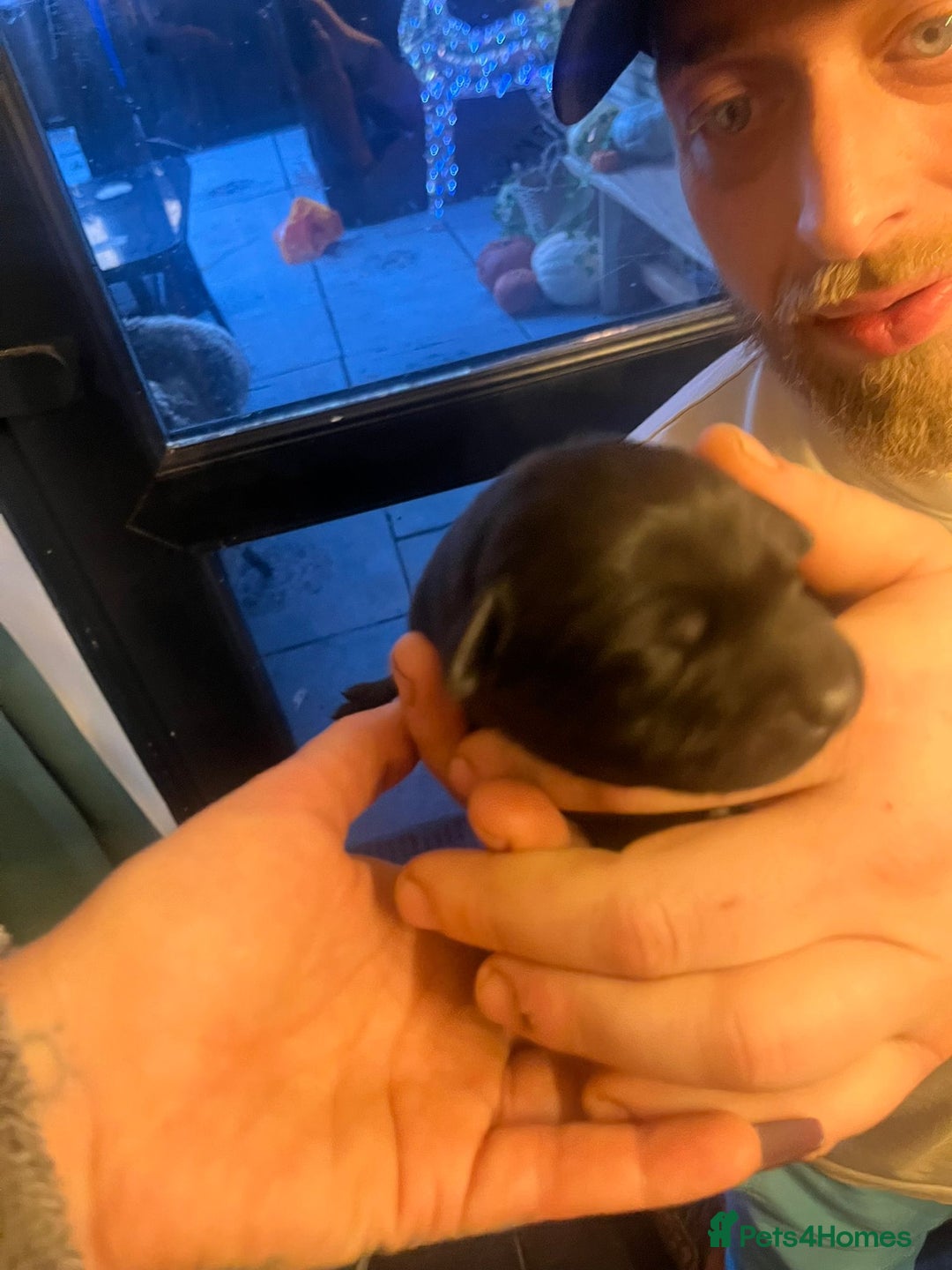 Mixed Breed dogs for sale: Blue staff x Black labrador puppies  - Advert 25