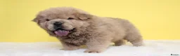 Chow Chow dogs for sale: Stunning chow chow pups  - Advert 5
