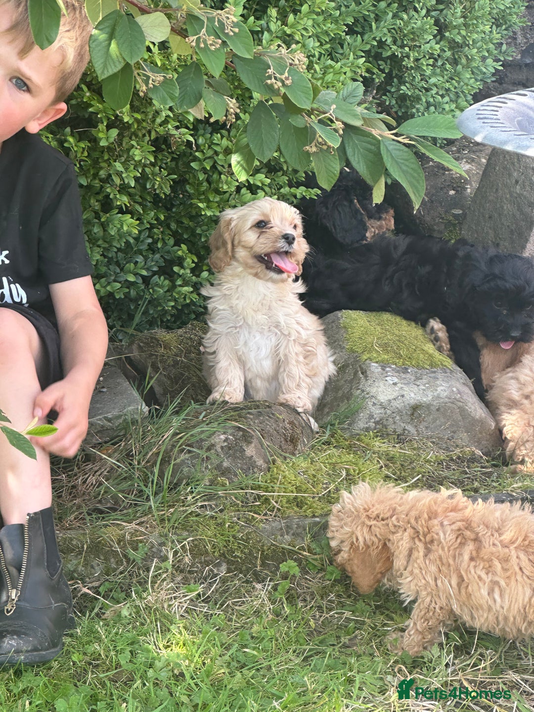 Cockapoo dogs for sale: Crazy Cockapoo puppies    - Image 11