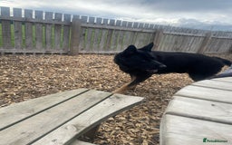 German Shepherd dogs for sale: Upcoming Litter of Pedigree German Shepherd Puppy - Image 5