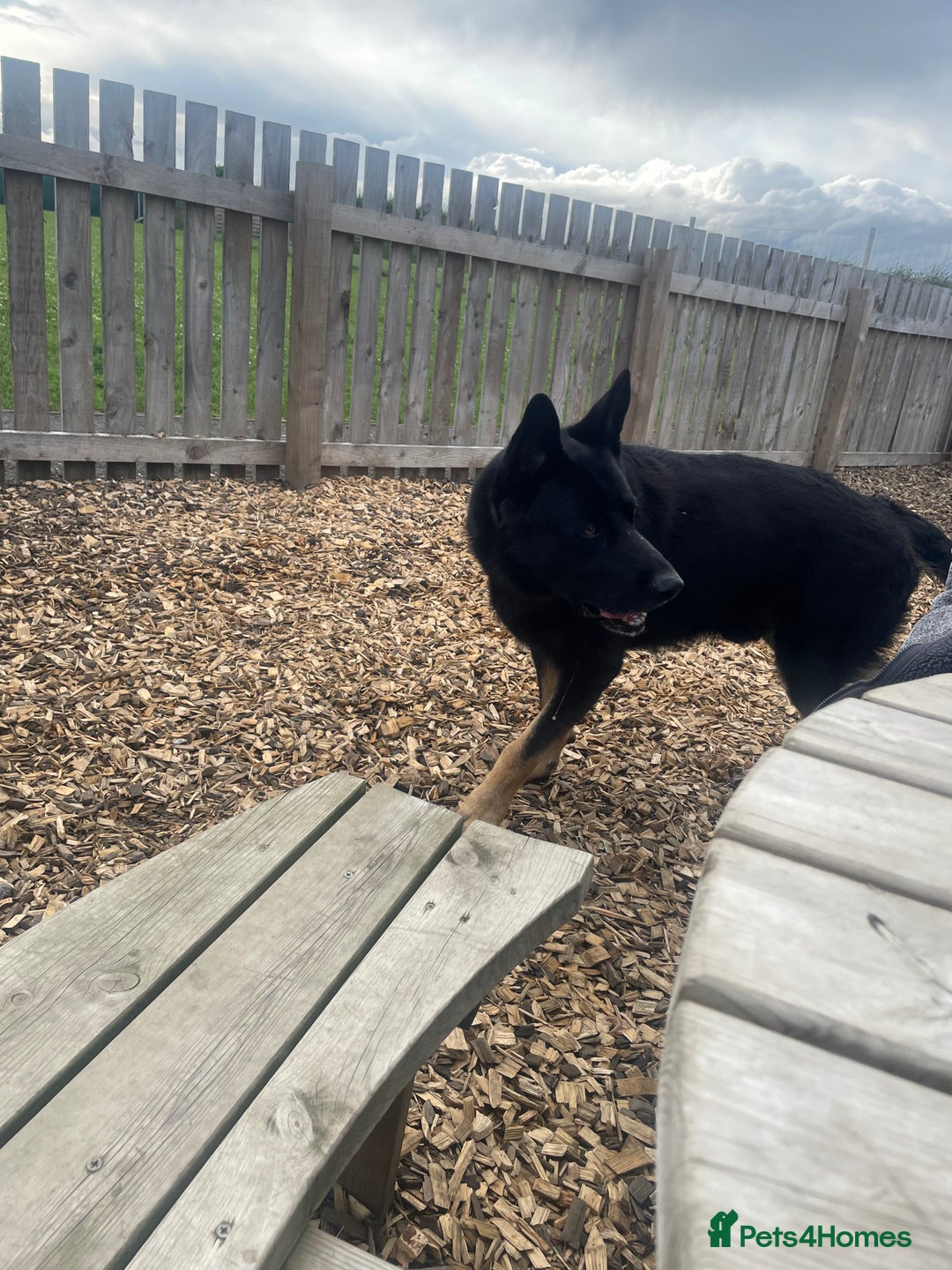 German Shepherd dogs for sale: Upcoming Litter of Pedigree German Shepherd Puppy - Image 5