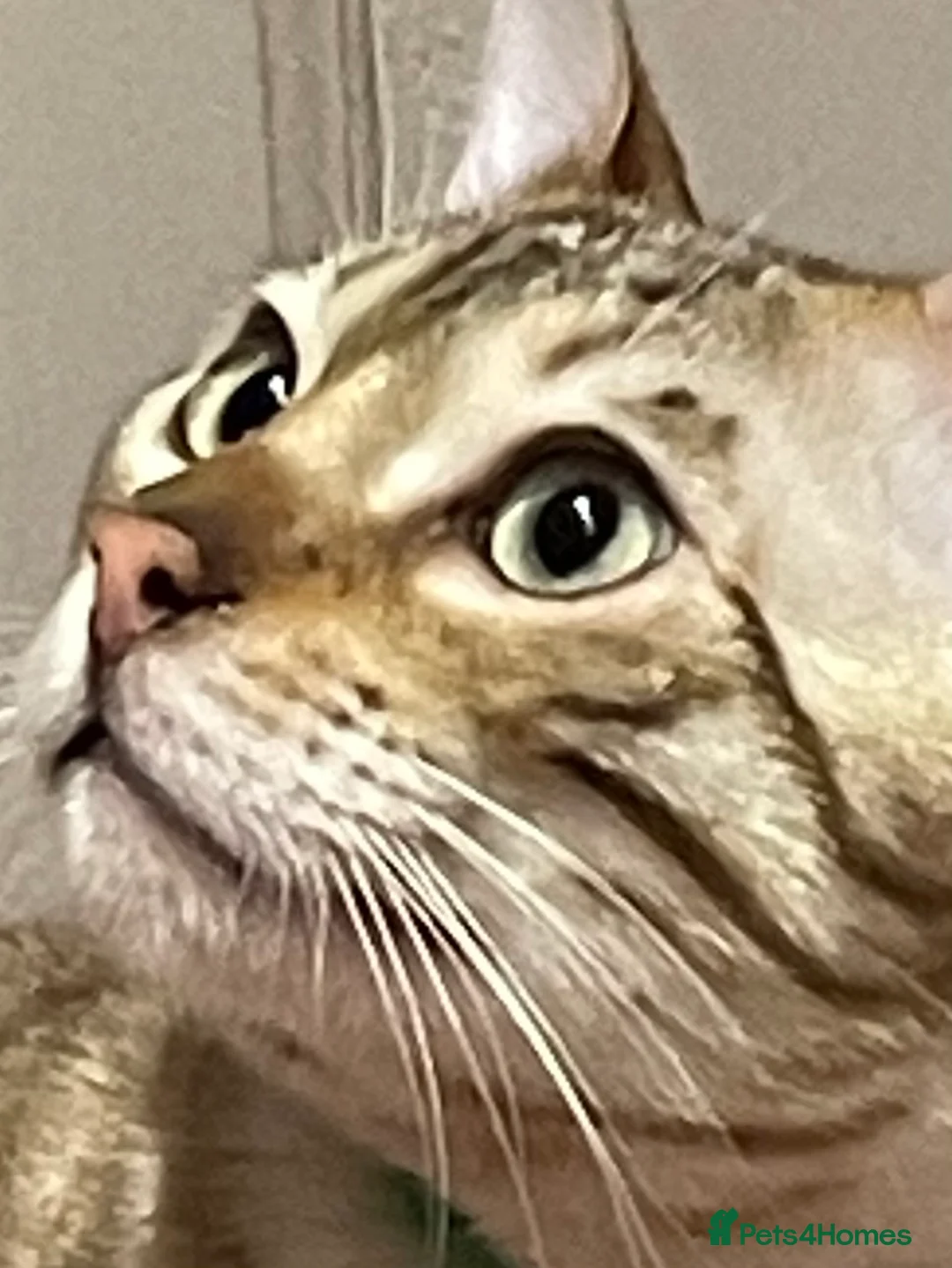 Bengal cats for sale: Outstanding pedigree Bengals - Advert 7