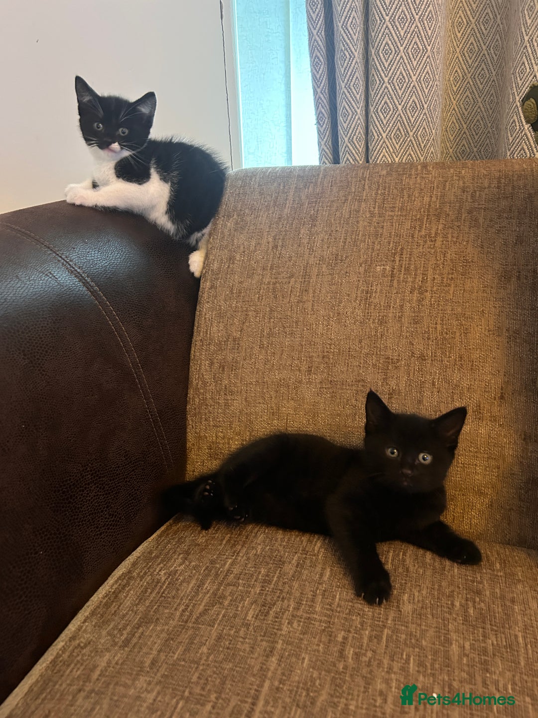 Mixed Breed cats for sale: Bonded Pair of Male Kittens - Must Go Together - Advert 2