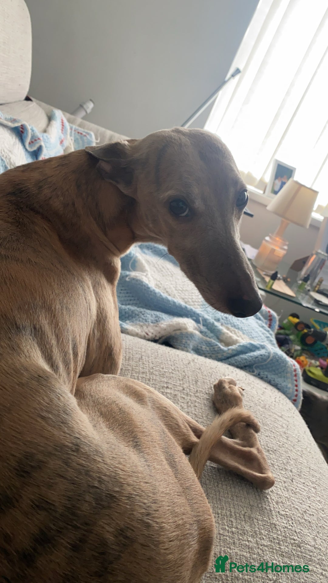 Mixed Breed dogs for sale: Lurcher for rehoming - Image 4