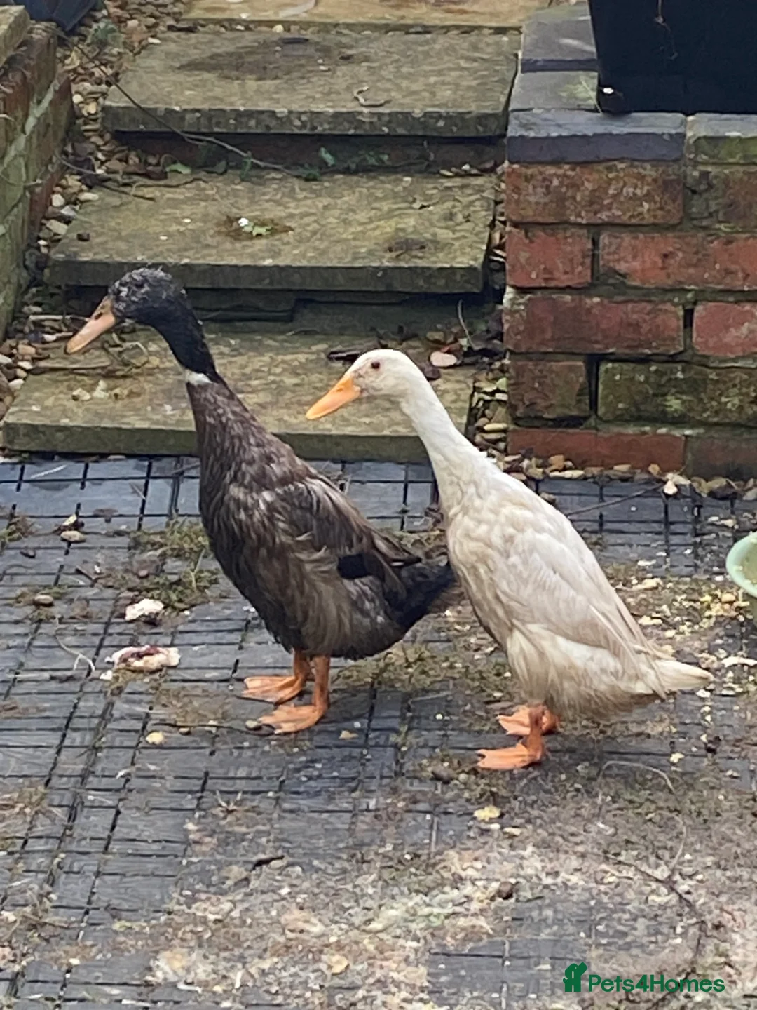 Ducks poultry for sale: Ducks x2 one female and one male  in Northampton - Advert 2